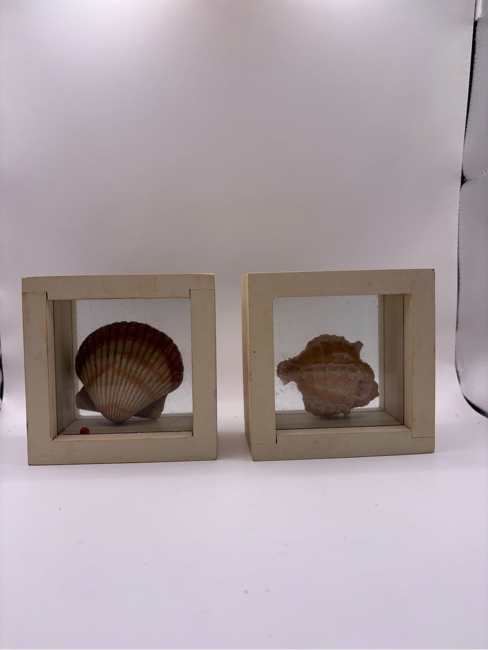 Framed Seashell Display - Three Natural Shells - Picture 3 of 4